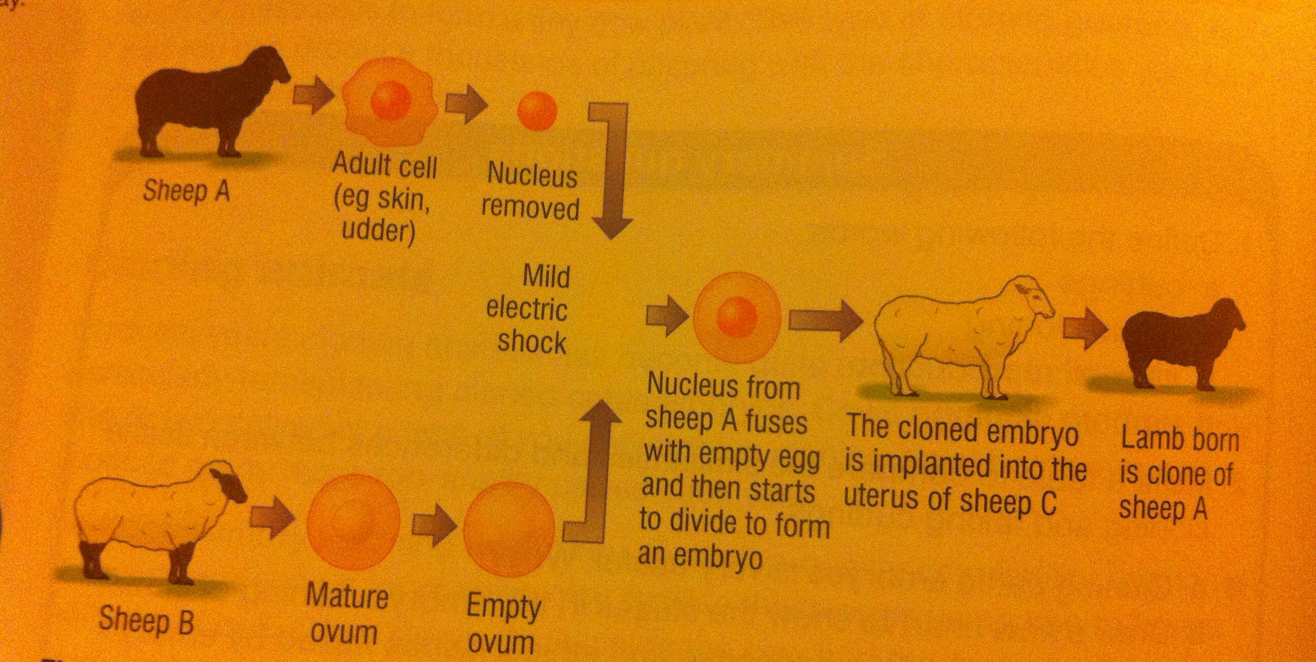 Adult cell cloning | GCSE SCIENCE